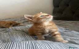 Mixed Breed cats for sale: Cuddly ginger twins - Image 2