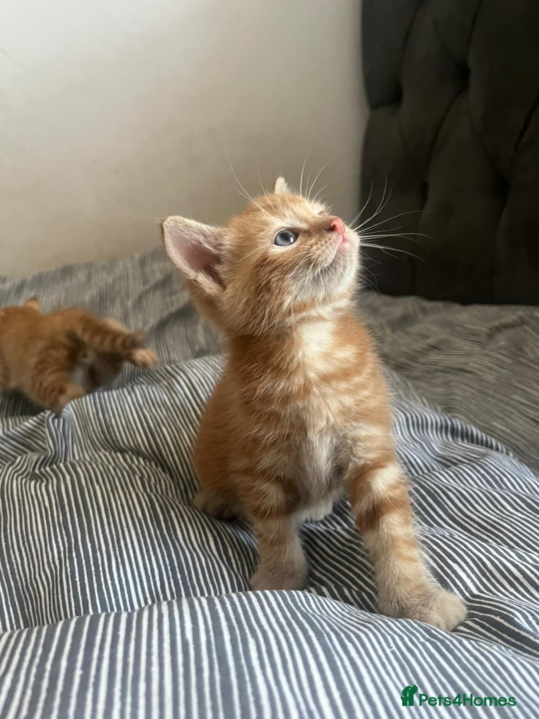 Mixed Breed cats for sale: Cuddly ginger twins - Image 2