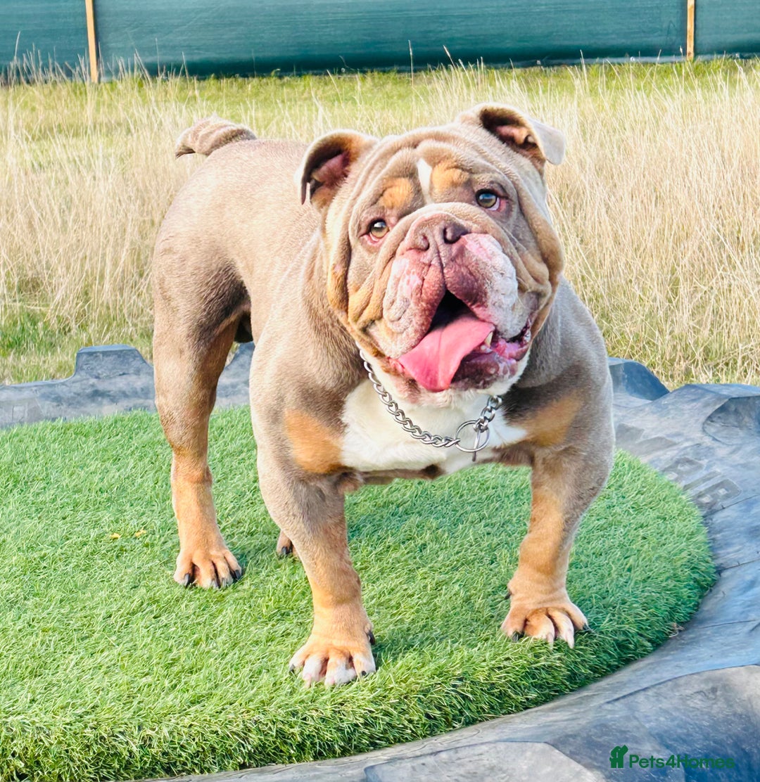 English Bulldog dogs for stud: BURT LILAC TRI STUD KC REGISTERED HEALTH TESTED in Wisbech - Advert 15