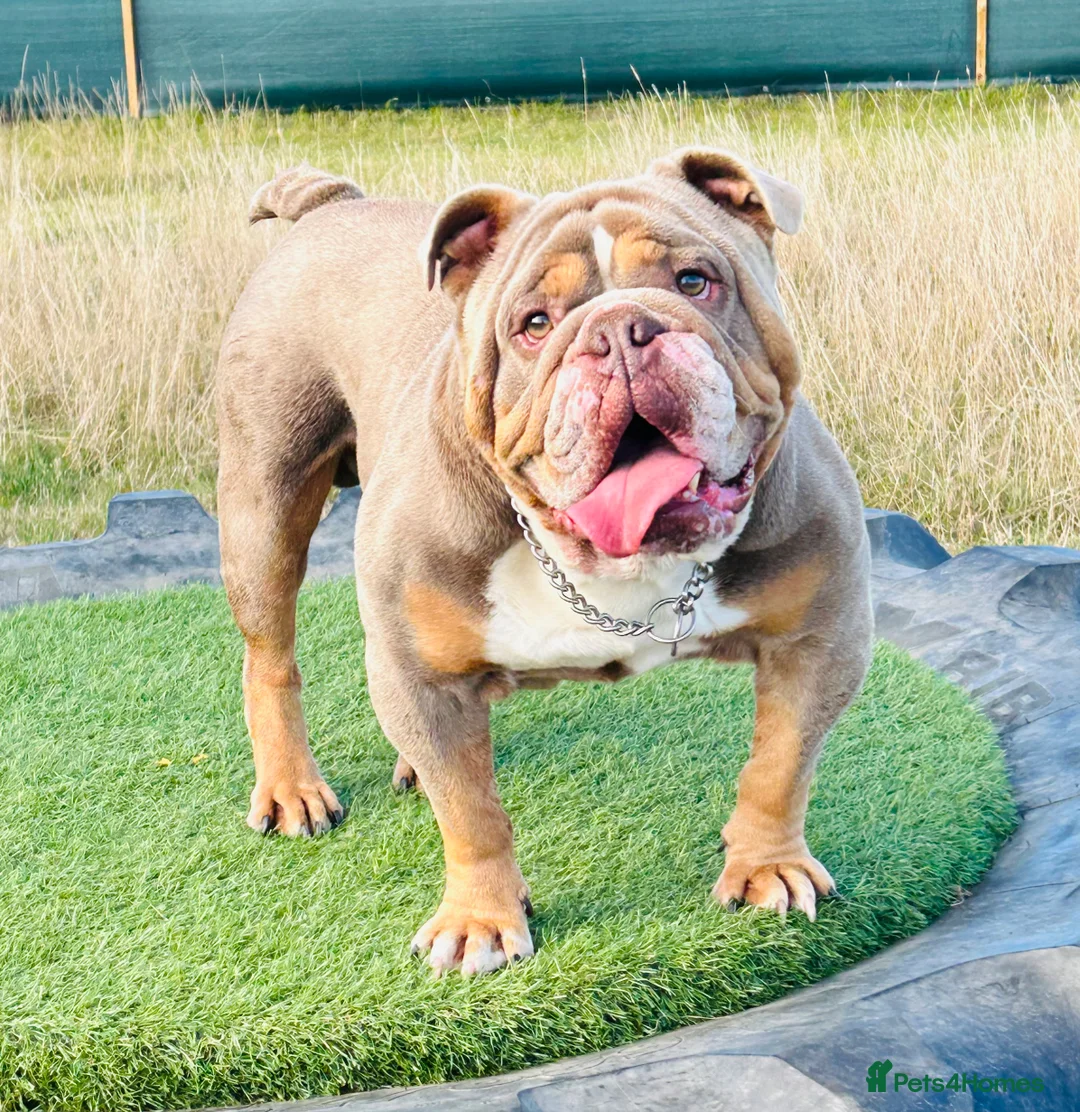 English Bulldog dogs for stud: BURT LILAC TRI STUD KC REGISTERED HEALTH TESTED in Wisbech - Advert 15