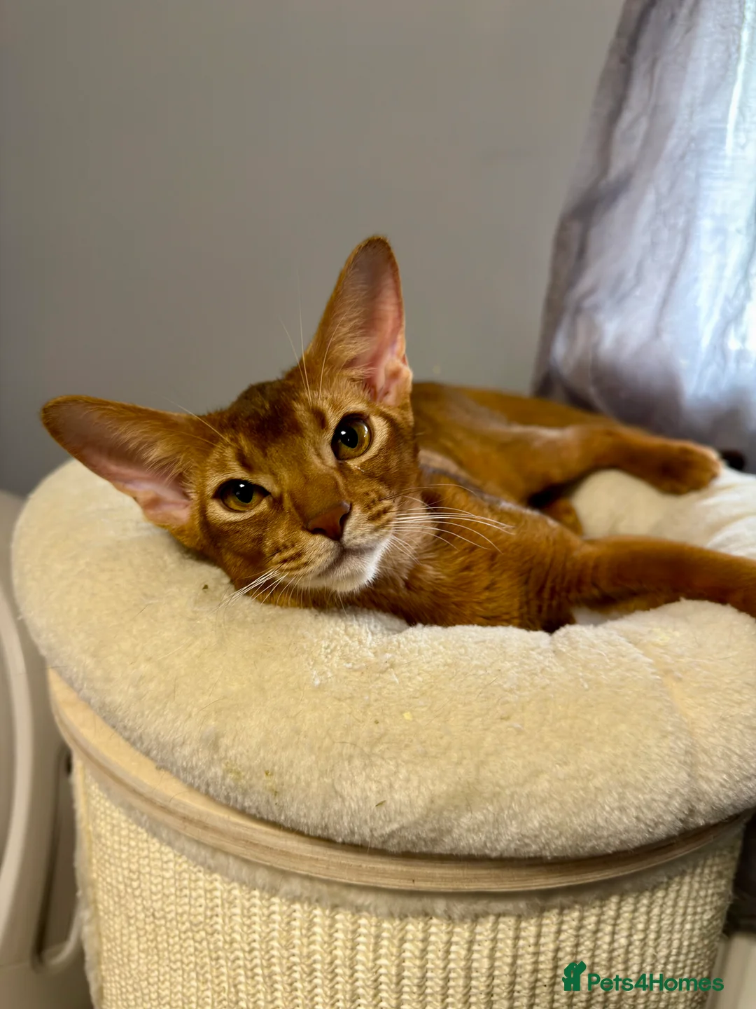 Abyssinian cats for sale: Gorgeous Abyssinian   Sorrel girl Brisa    - Advert 1