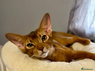 Abyssinian cats Gorgeous Abyssinian Sorrel girl Brisa - Advert 2