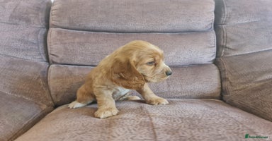 Cocker Spaniel dogs Golden Cocker Spaniel puppy (only girl available) - Advert 6