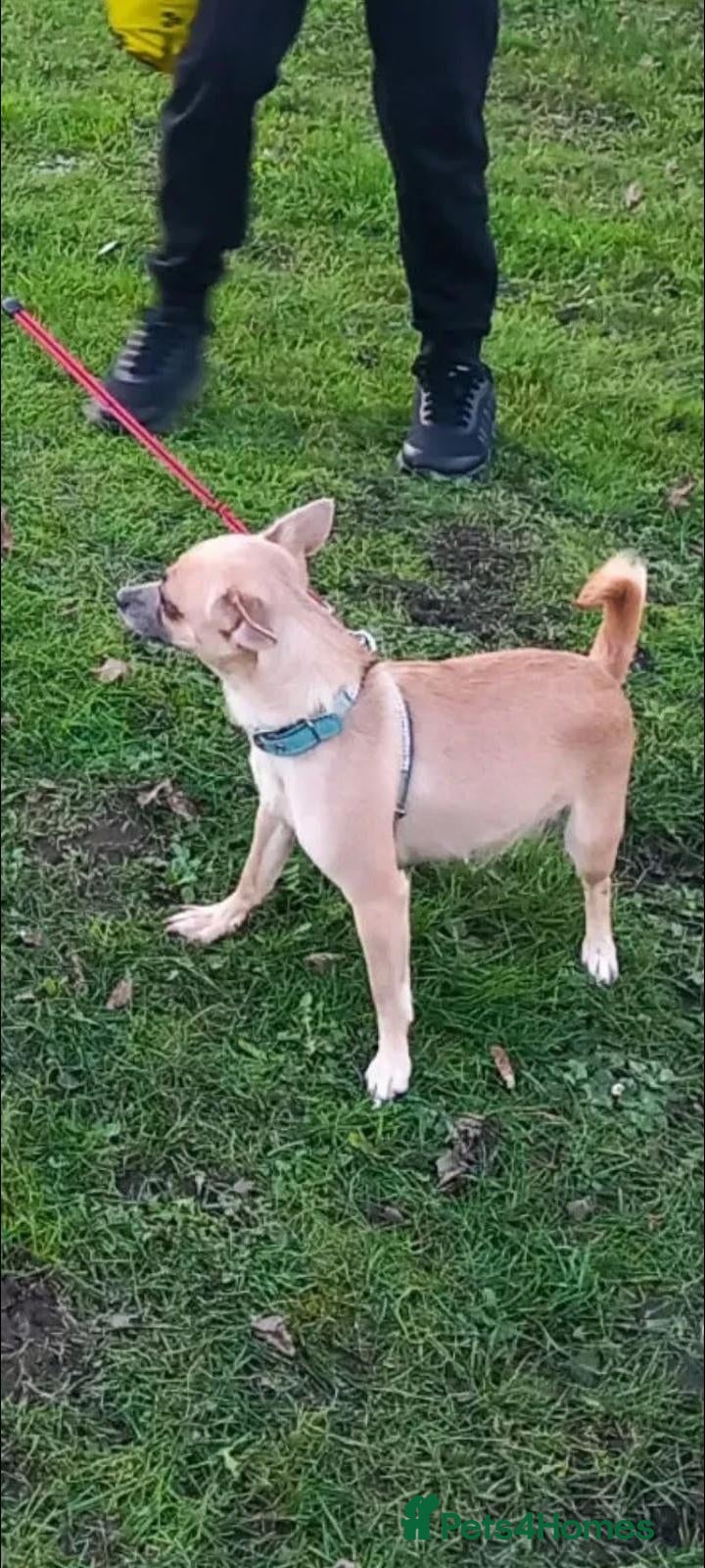 Chihuahua dogs  2-Year-Old Dog Looking for a Loving Home. - Advert 1