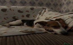 Jack Russell dogs for sale: Jack Russell for loving home - Advert 1