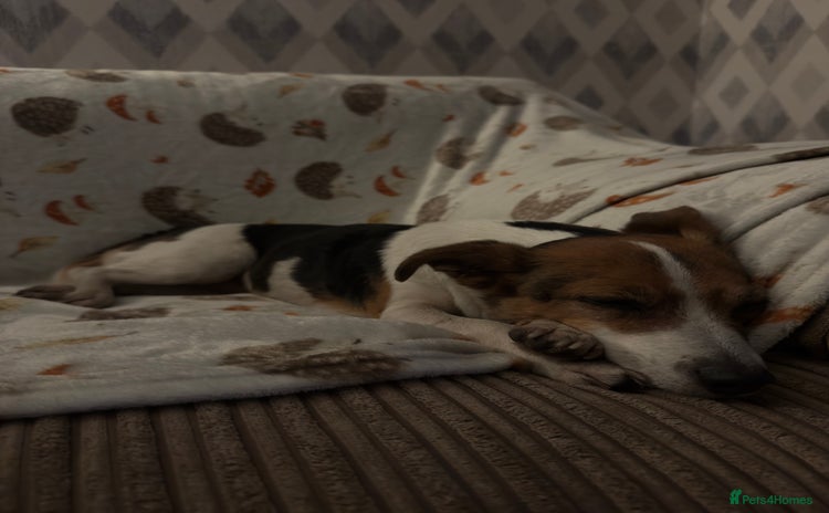 Jack Russell dogs Jack Russell for loving home - Advert 1