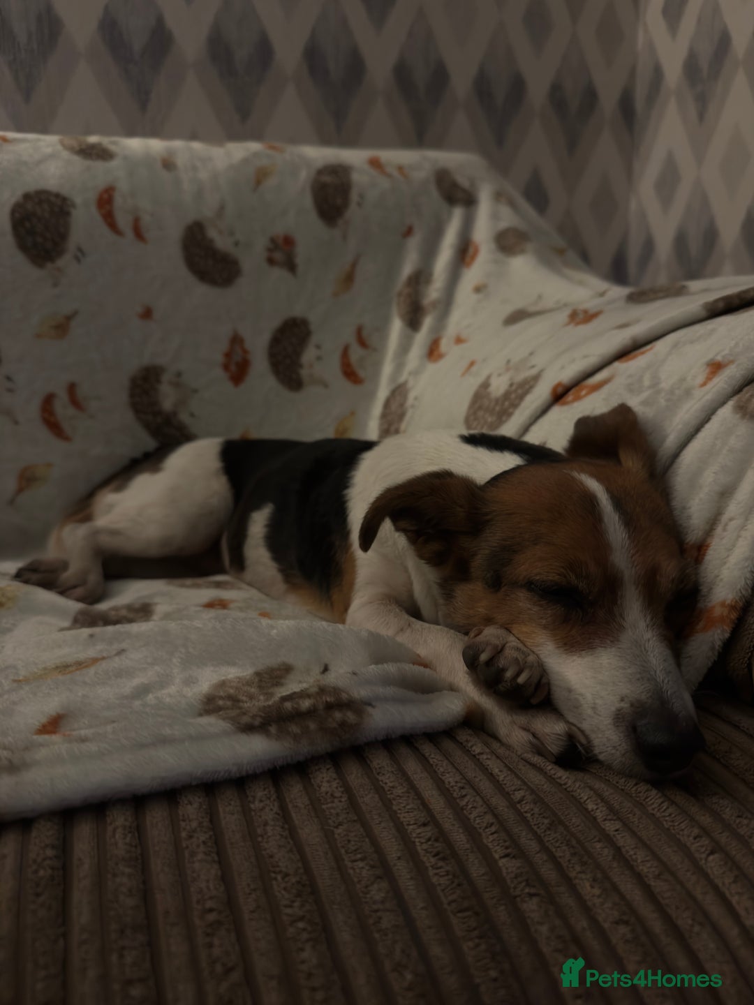Jack Russell dogs for sale: Jack Russell for loving home - Advert 1