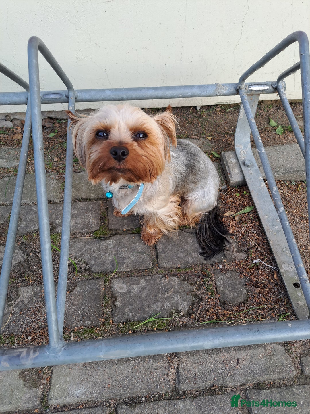 Yorkshire Terrier dogs for sale: Yorkshire Terriers ready for new home  - Advert 24