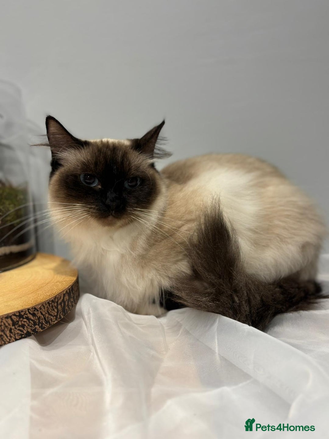Ragdoll cats for sale: Purebred ragdoll kittens.1 girl & 3 boys-ready now - Advert 5