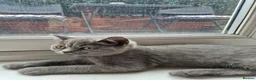 British Shorthair cats for sale: British short hair kitten male in Liverpool - Advert 4