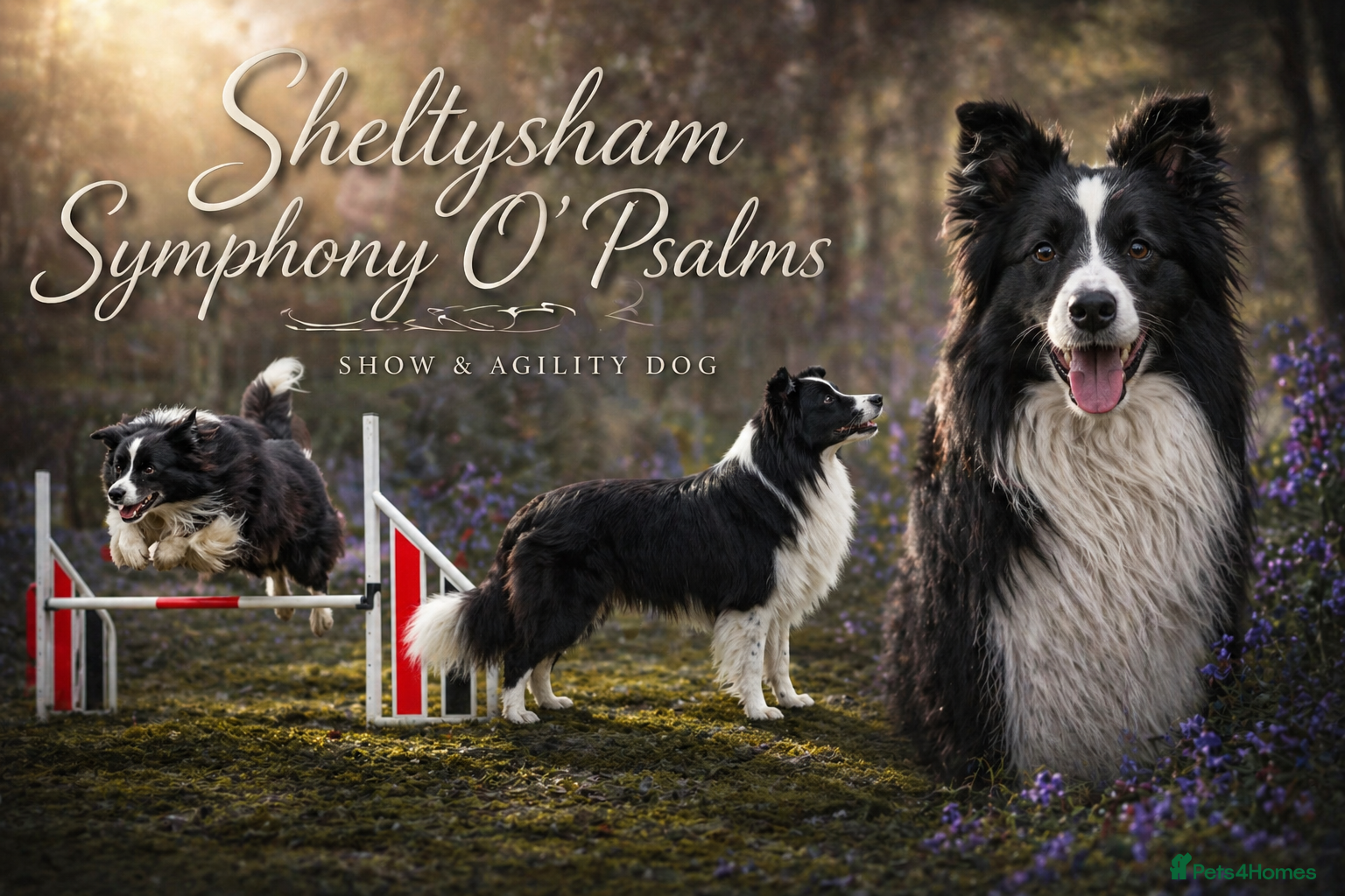 Border Collie dogs Border collie for stud - Advert 1