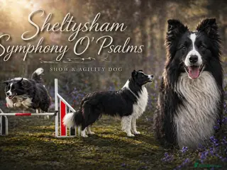 Border Collie dogs Border collie for stud - Advert 3