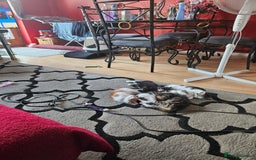 British Shorthair cats for sale: Kittens for sale - Image 6