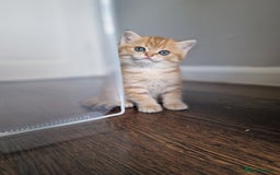 British Shorthair cats for sale: GCCF High Quality BritishShorthair last 2 left - Image 3