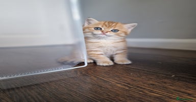 British Shorthair cats - Advert 7