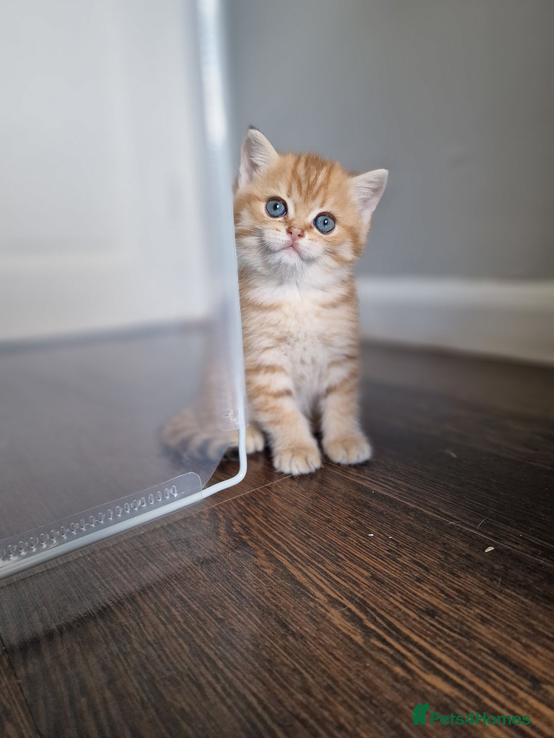 British Shorthair cats for sale: GCCF High Quality BritishShorthair last 2 left - Image 3