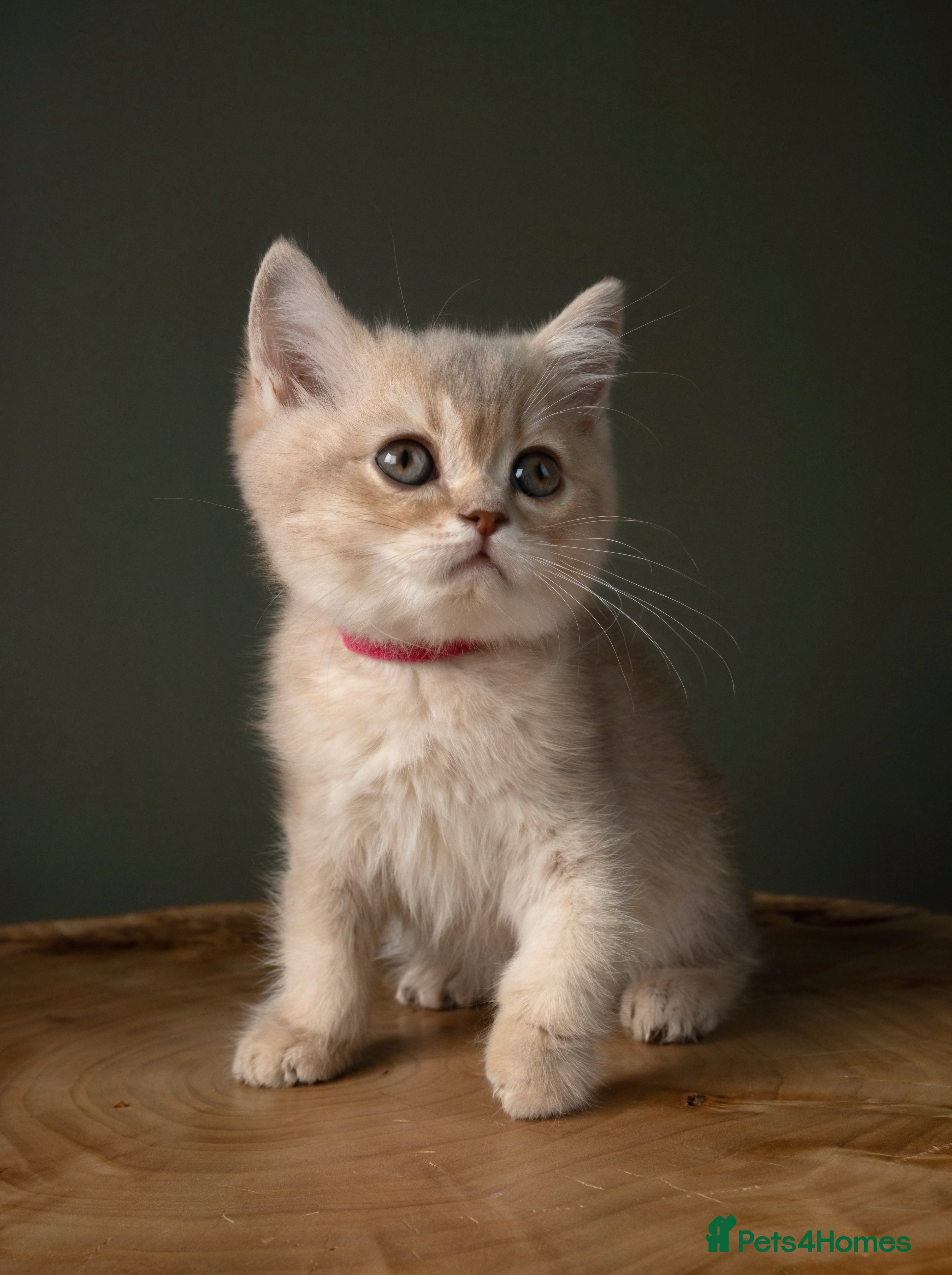 British Shorthair cats 5 Gorgeous Golden BSH Kittens Blue Fawn Chocolate - Advert 2