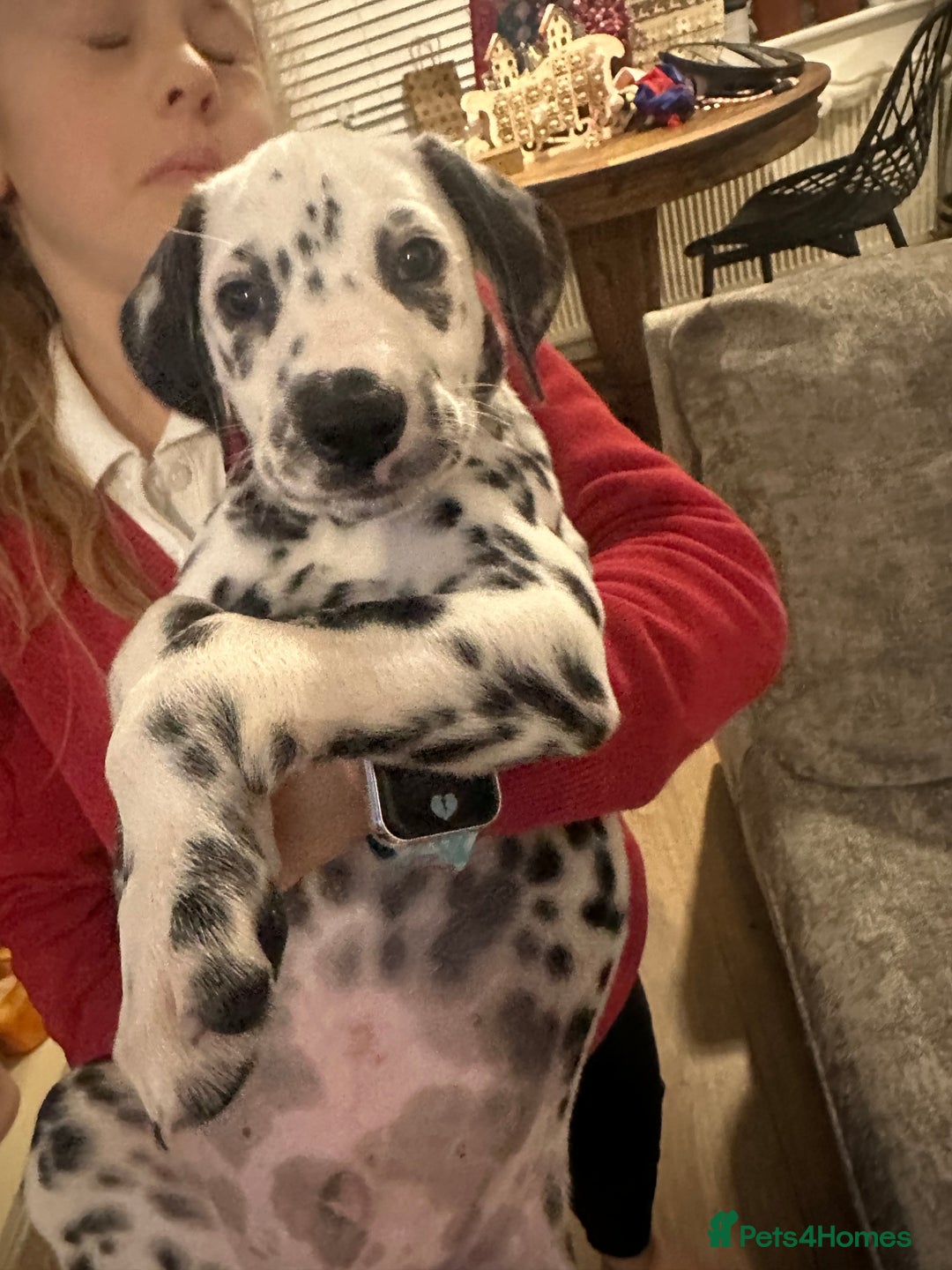 Dalmatian dogs for sale: Dalmatian boys 2 stunning boys left - Advert 15