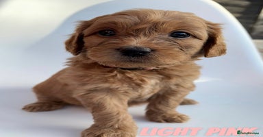 Mixed Breed dogs - Advert 15