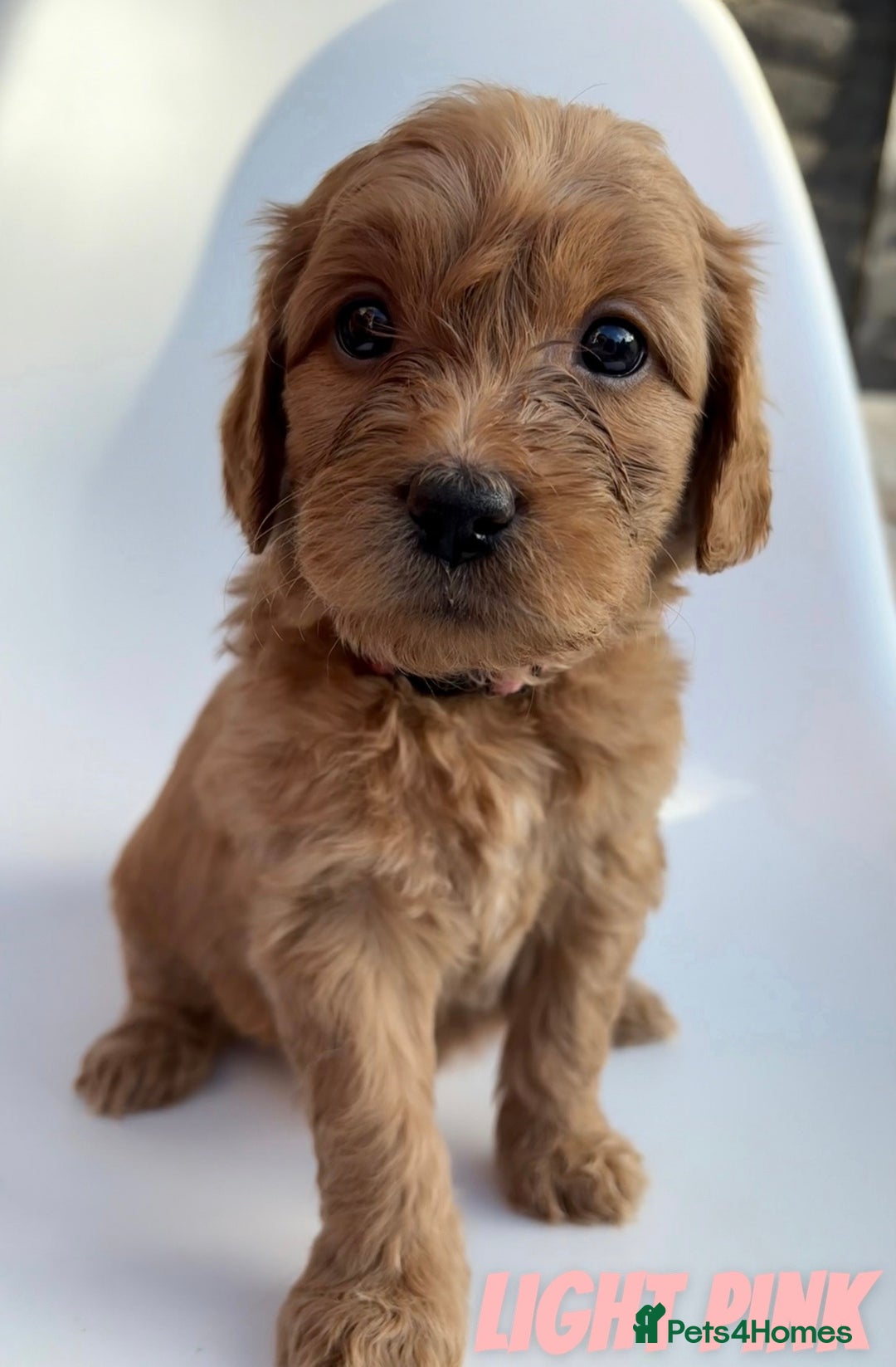Mixed Breed dogs for sale: Beautiful litter of 10 Golden Doodles  - Image 2