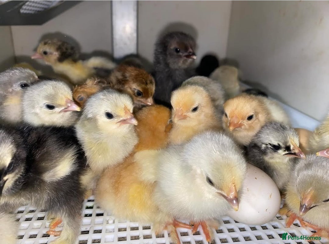 Chickens poultry for sale: Hatching eggs, Chicks & Ducklings - Image 25