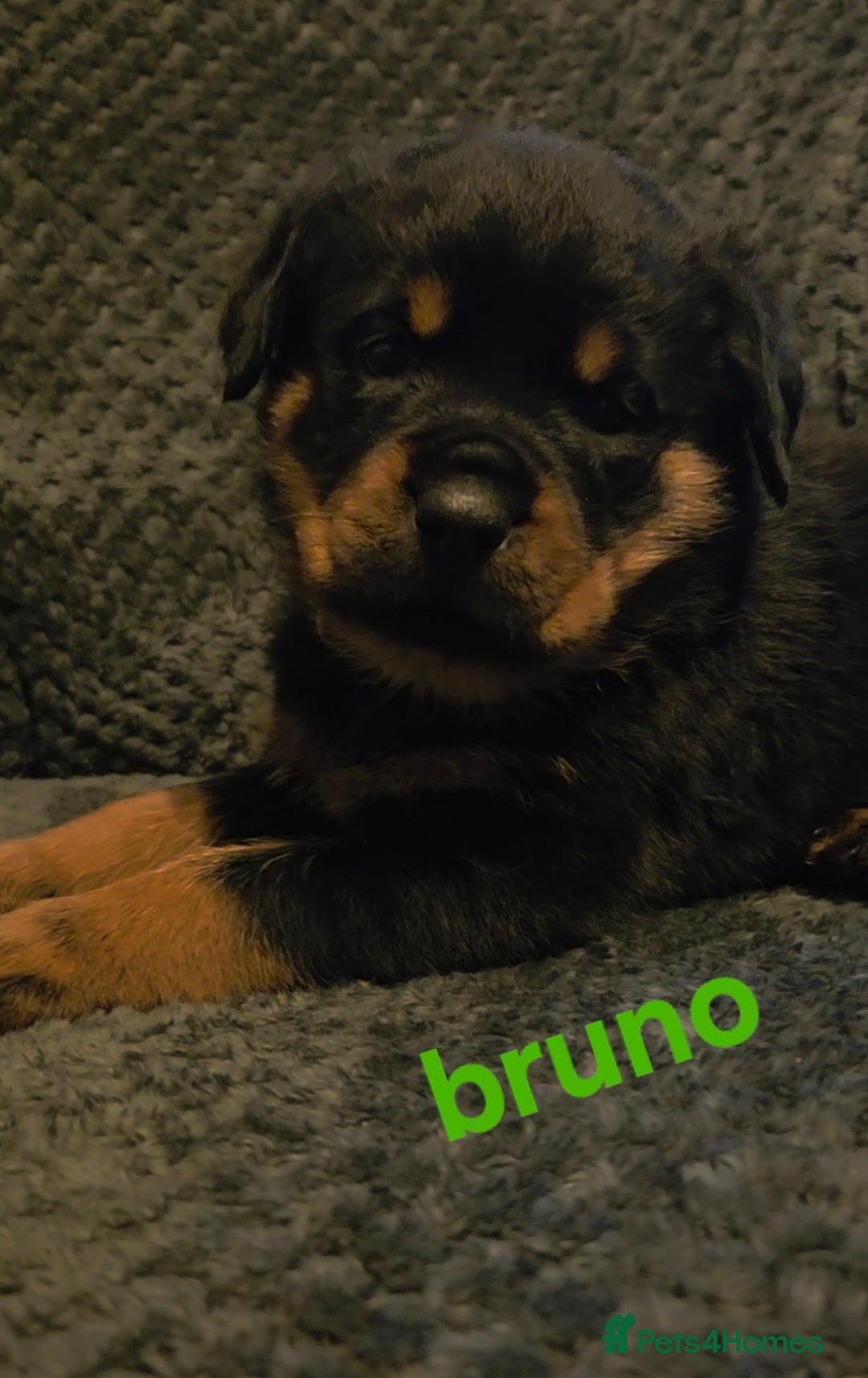 Rottweiler dogs Rottweiler puppies - Advert 1