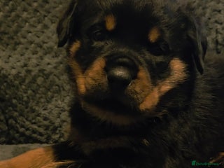 Rottweiler dogs Rottweiler puppies - Advert 1