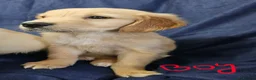 Golden Retriever dogs for sale: Golden retriever puppies in Seaham - Advert 7