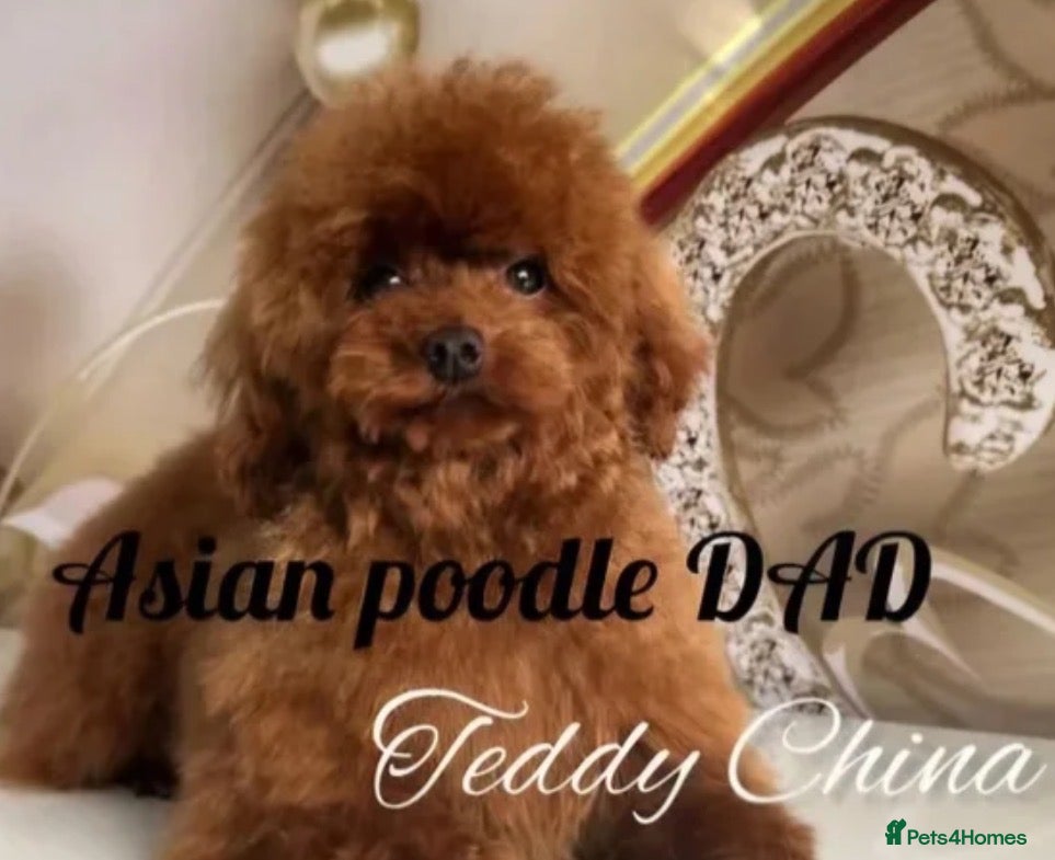 Toy Poodle dogs Deep red Asian poodle stud  - Advert 6
