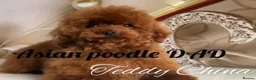 Toy Poodle dogs for stud: Deep red Asian poodle stud  - Advert 1