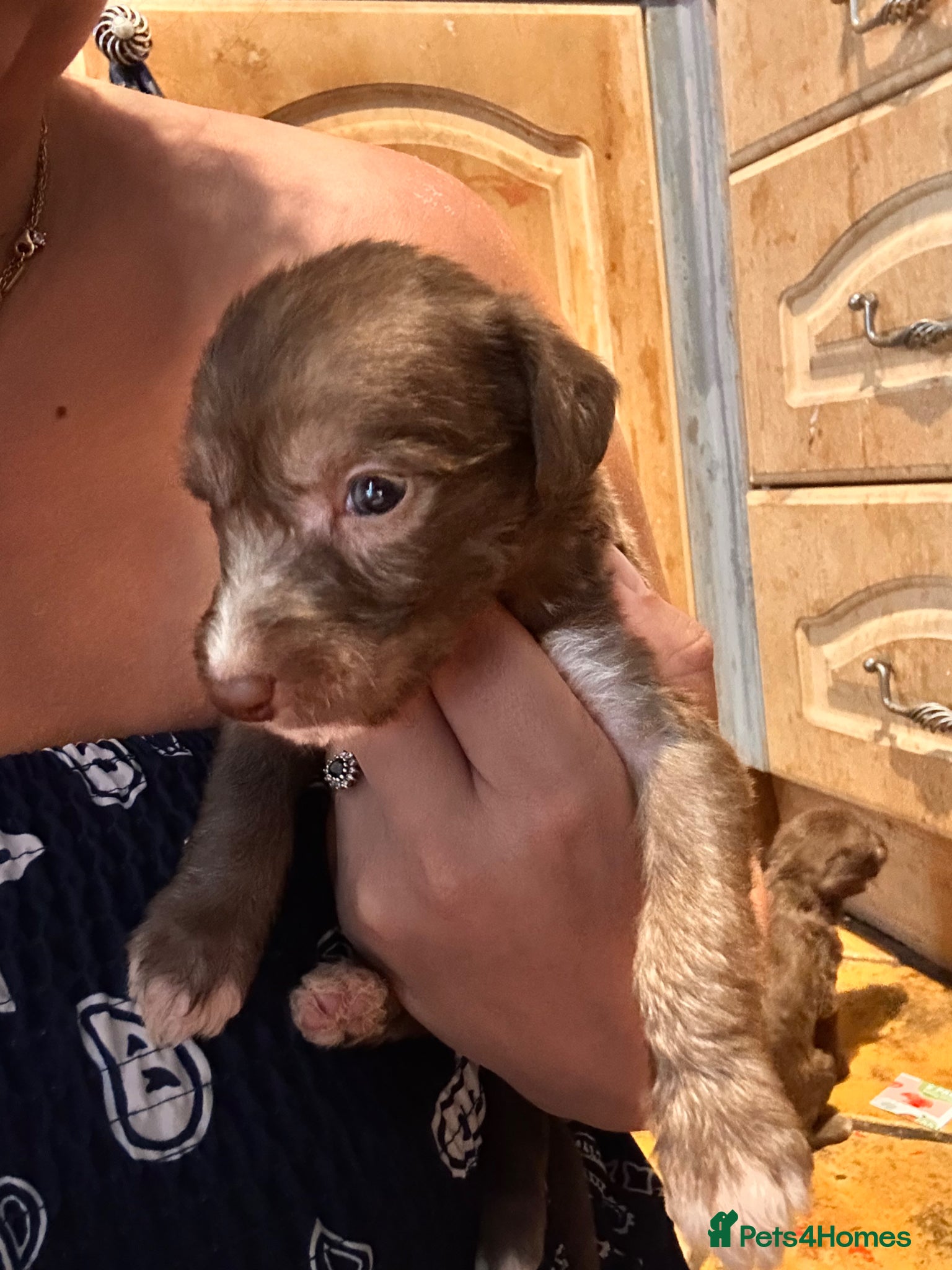 Mixed Breed dogs for sale: 11 gorgeous bedlington whippet pups  - Advert 16