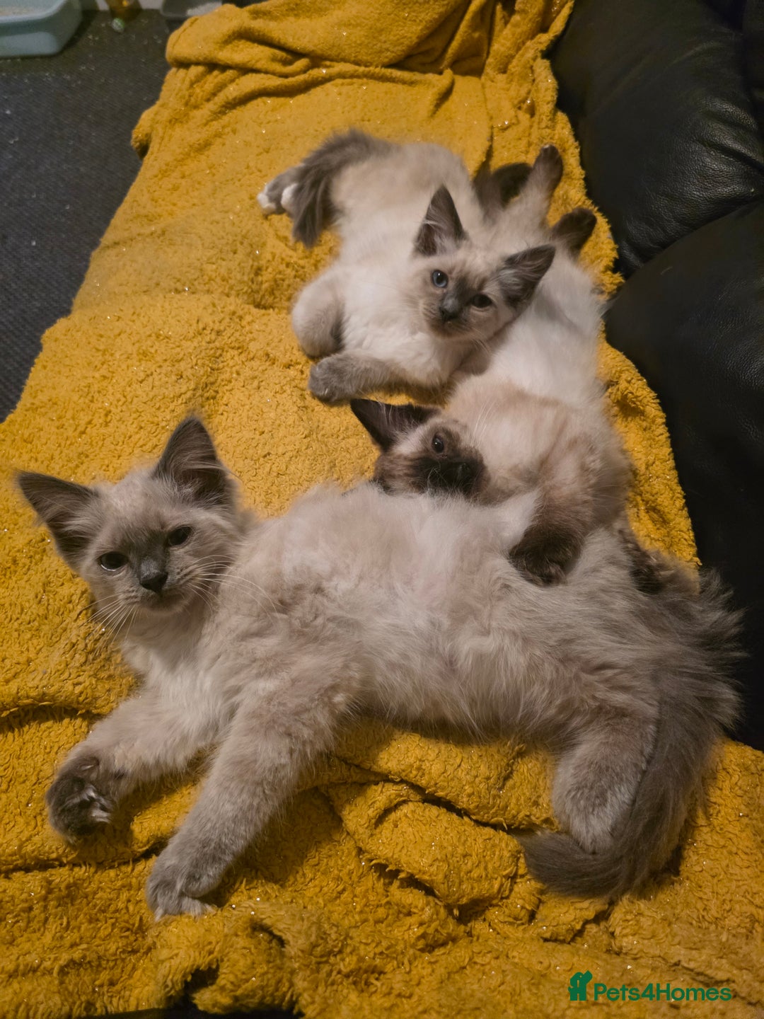 Ragdoll cats for sale: Two Beautiful Ragdoll Female  - Image 2