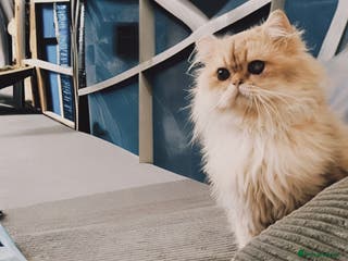 British Longhair cats 🐾🐾🐱Pretty boy looking for a girl 🐱🐾🐾 in Luton - Advert 1