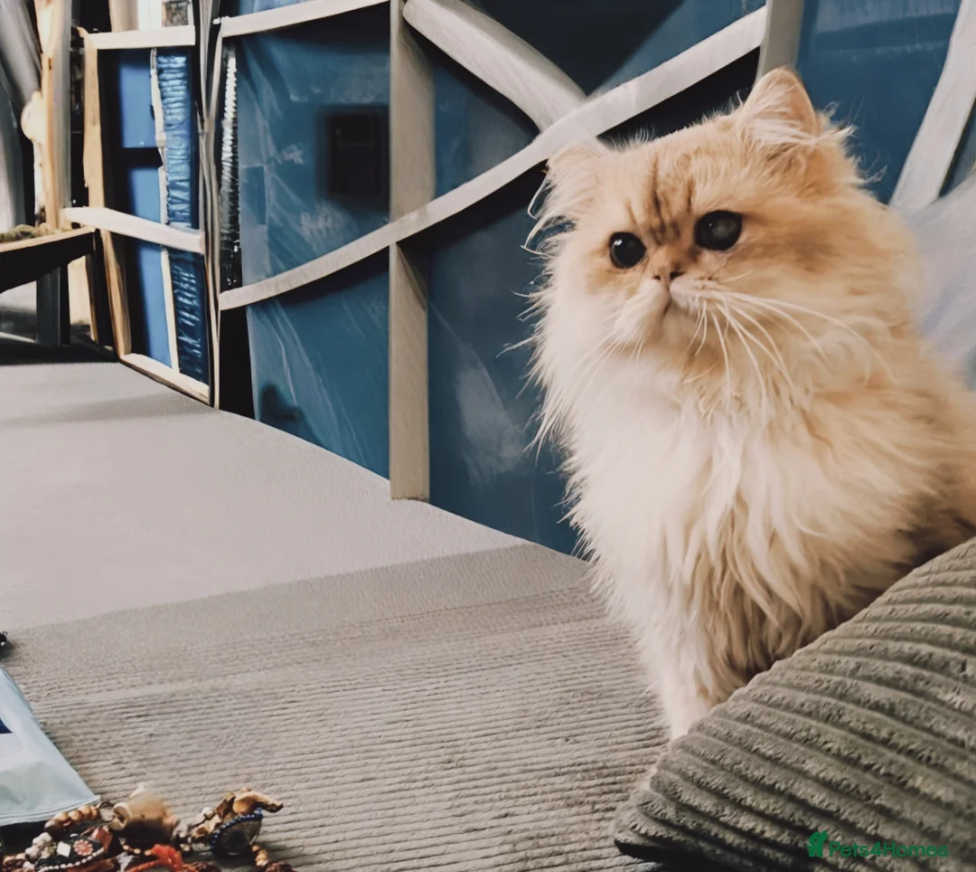 British Longhair cats for stud: 🐾🐾🐱Pretty boy looking for a girl 🐱🐾🐾 in Luton - Advert 1