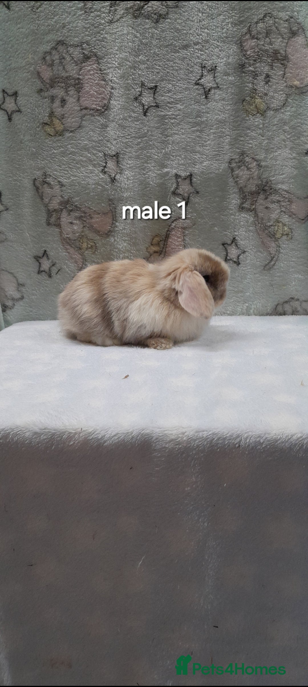 Mini Lop rabbits for sale: Purebred mini lops ready to reserve  - Advert 1