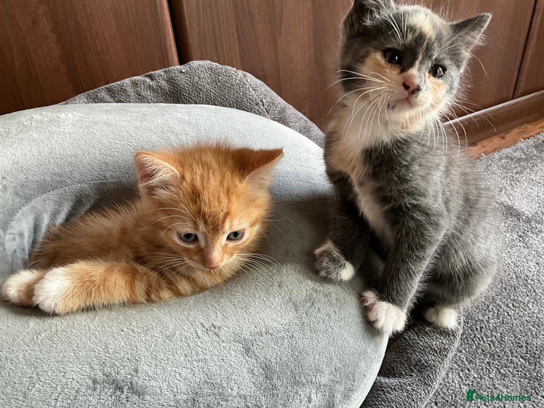 Mixed Breed cats for sale:  Two Adorable Kittens Looking for a Loving Home  - Image 6