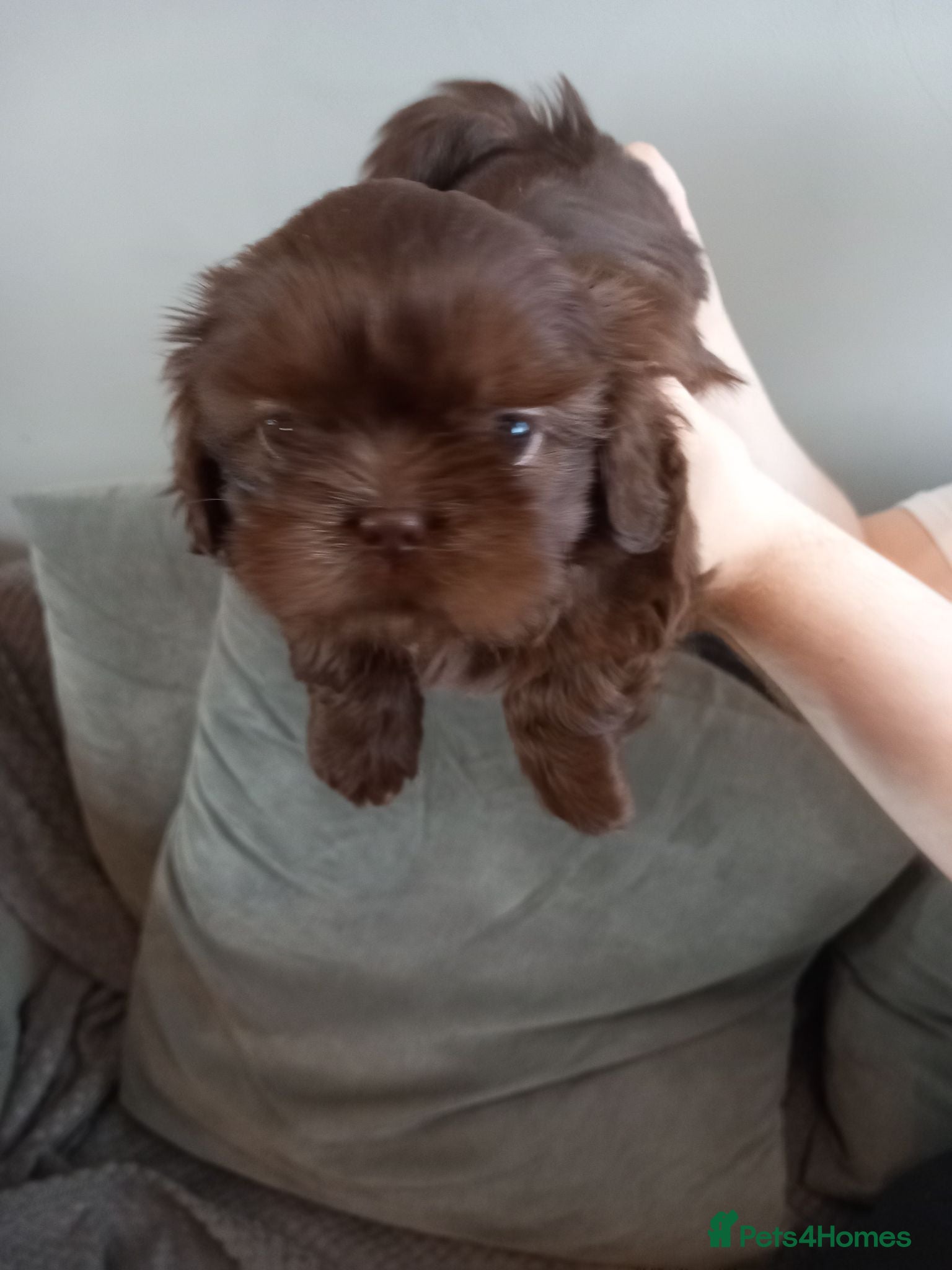 Shih Tzu dogs Stunning Imperial shih tzu  - Advert 2