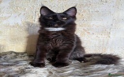 Maine Coon cats for sale: Pedigree ”TICA”  the last kitten left❣️ - Image 4