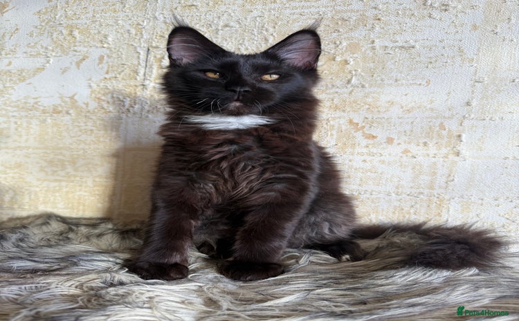 Maine Coon cats - Advert 8