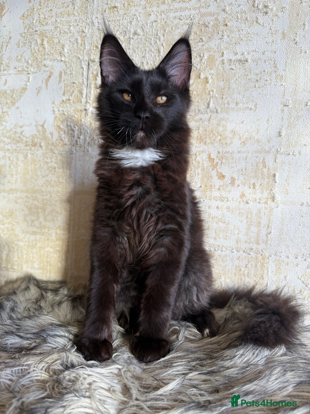 Maine Coon cats for sale: Pedigree ”TICA”  the last kitten left❣️ - Image 4