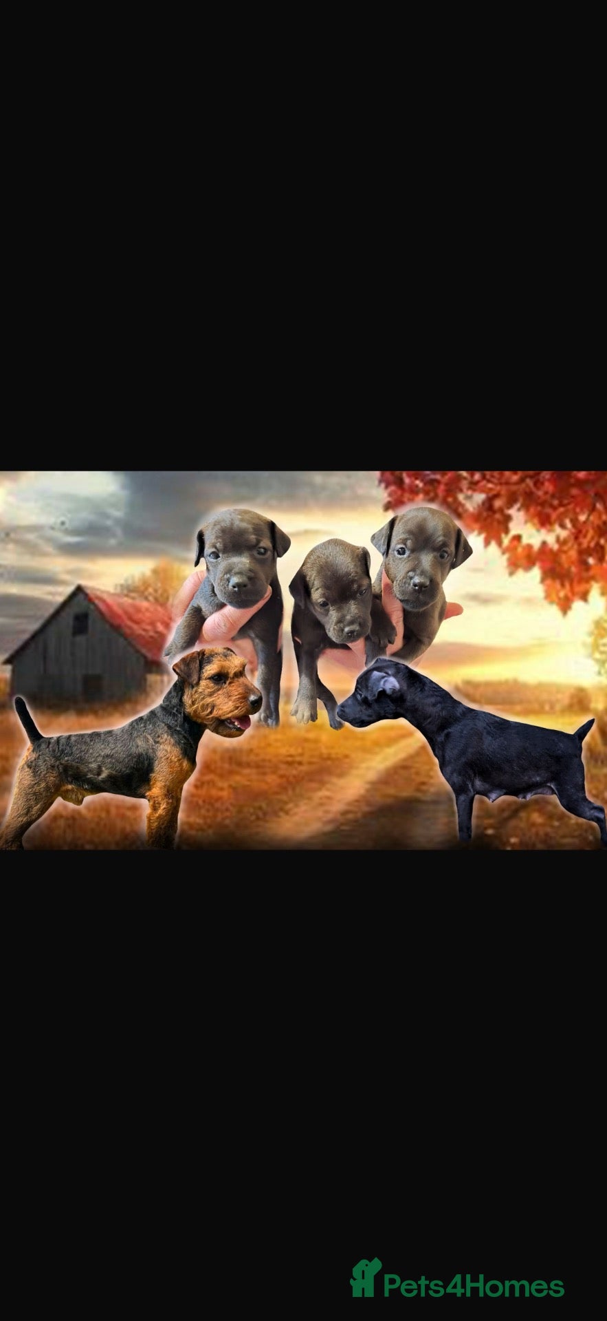 Patterdale Terrier dogs Patterdale Terriers  - Advert 1