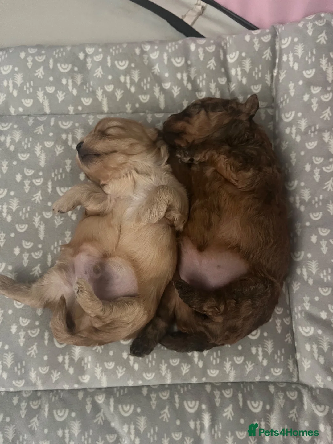 Maltipoo dogs for sale: Maltipoo puppies  - Advert 2