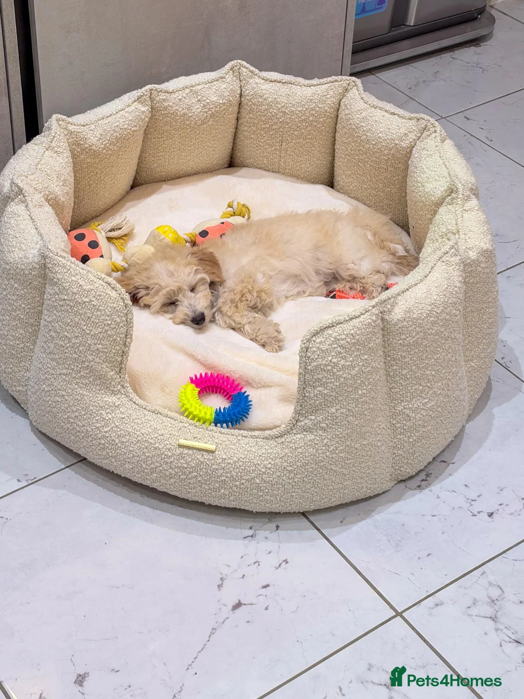 Cavapoo dogs for sale: Cavapoo Puppy for Rehoming - Advert 9