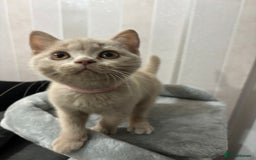 British Shorthair cats for sale: Stunning chunky British shorthair kittens GCCF Reg - Image 35