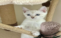 Bengal cats for sale: TICA registered bengal kittens - Image 3