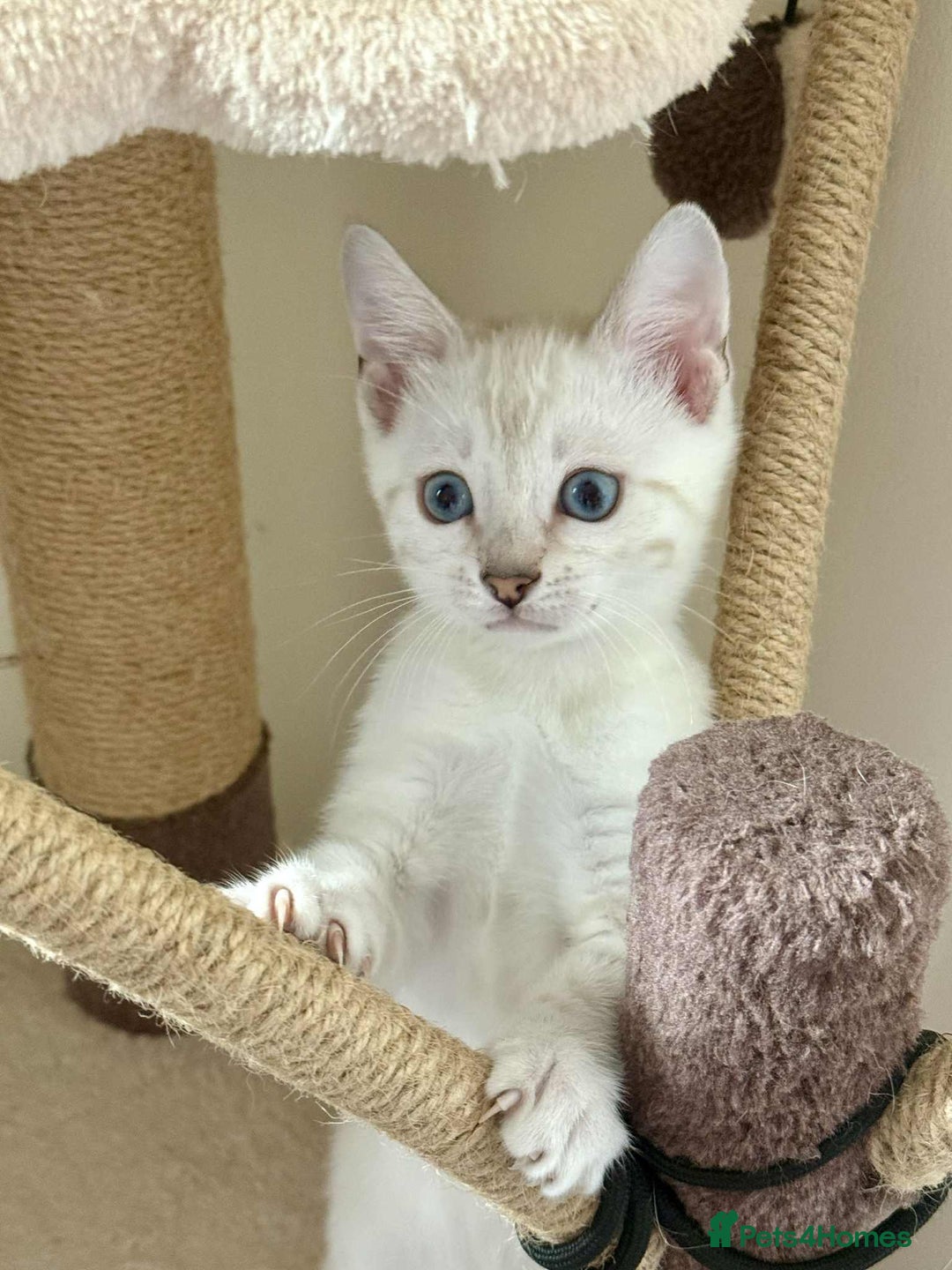 Bengal cats for sale: TICA registered bengal kittens - Image 3