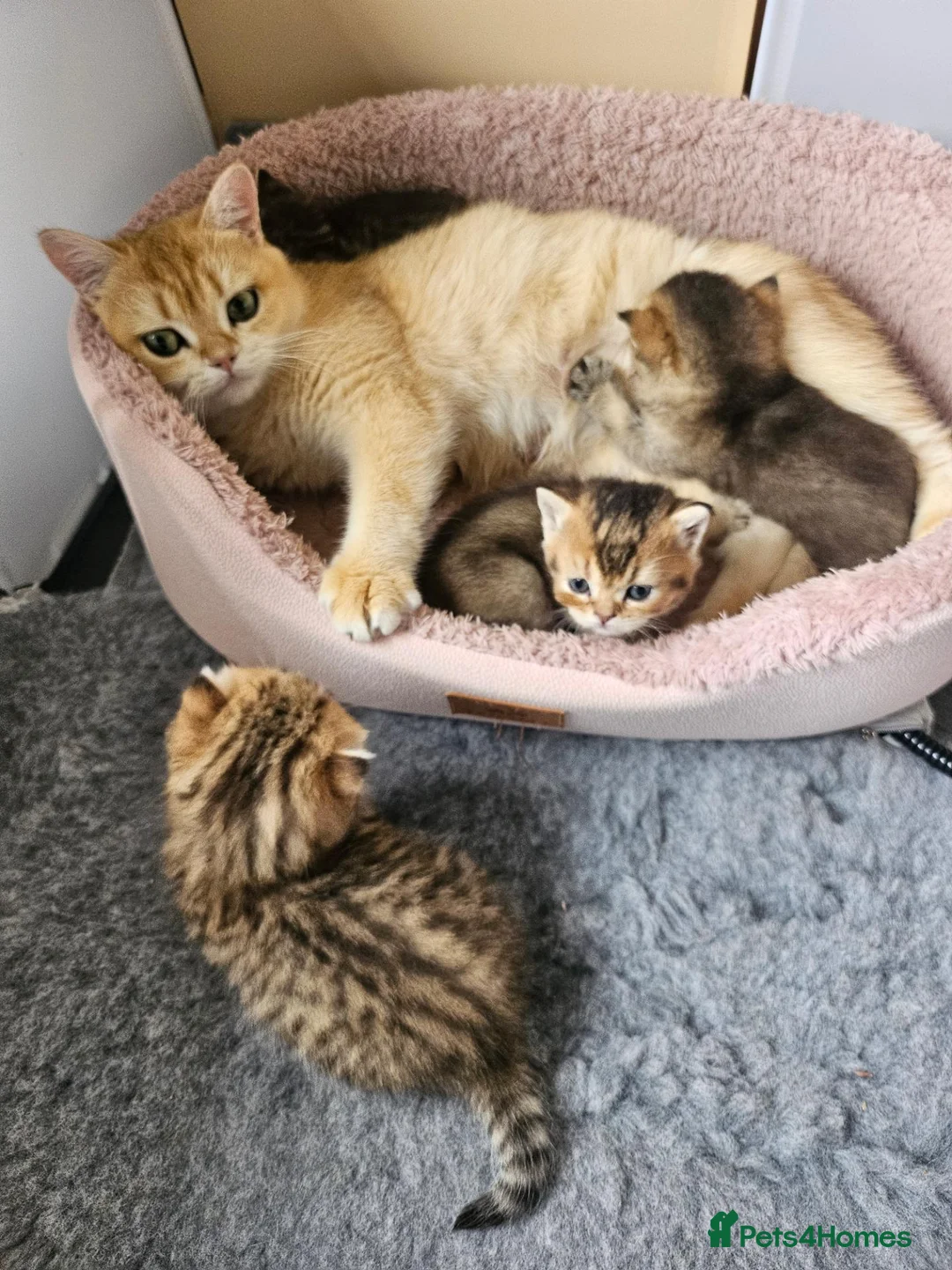 British Shorthair cats for sale: Golden shaded / spotted  - Advert 1