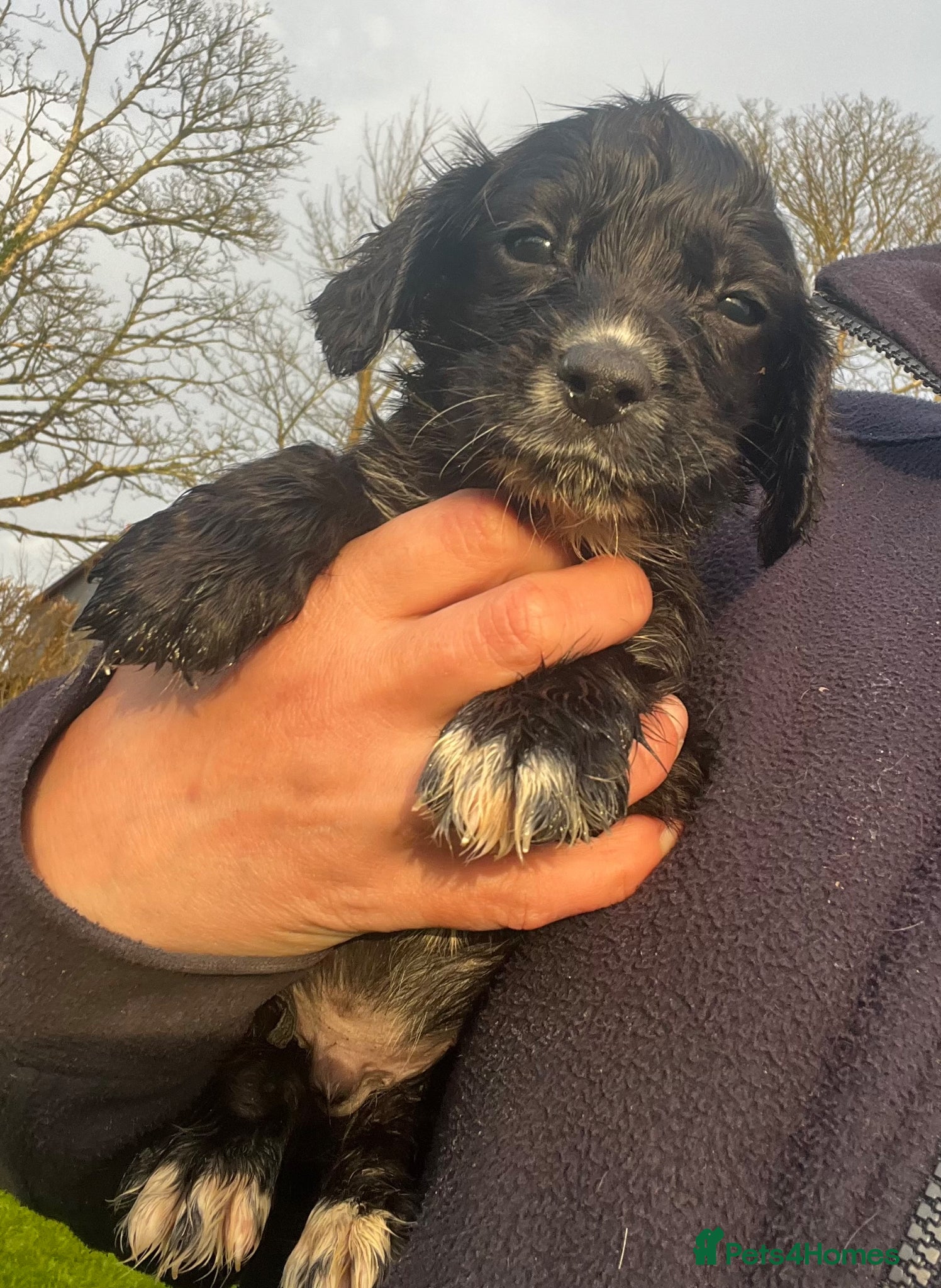 Cocker Spaniel dogs Cocker Spaniel  - Advert 4