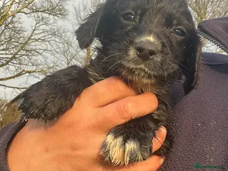 Cocker Spaniel dogs Cocker Spaniel - Advert 4