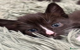 Mixed Breed cats for sale: 🌟Beautiful Oriental x Maine Coon Kittens🌟 - Image 8